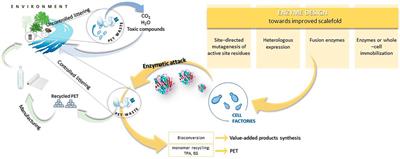 Current Knowledge on Polyethylene Terephthalate Degradation by Genetically Modified Microorganisms